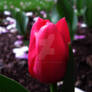 Candy Coated Tulip