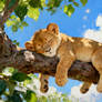 Sweet Savannah Dreams