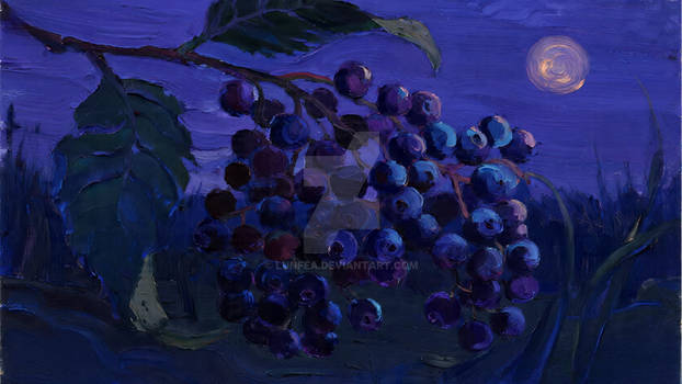 Elderberry Night