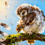 Preening Puff