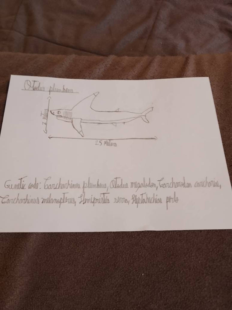 Megalodon by PeruvianPicoyoFan on DeviantArt