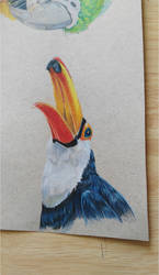 Toucan drawing