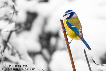 On a Branch by cupplesey