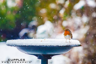 Robin in the Snow by cupplesey