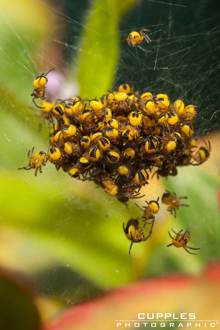 Baby Spider Cluster by cupplesey on DeviantArt