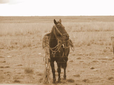 Horse From Campaing, Cavalo da Campanha