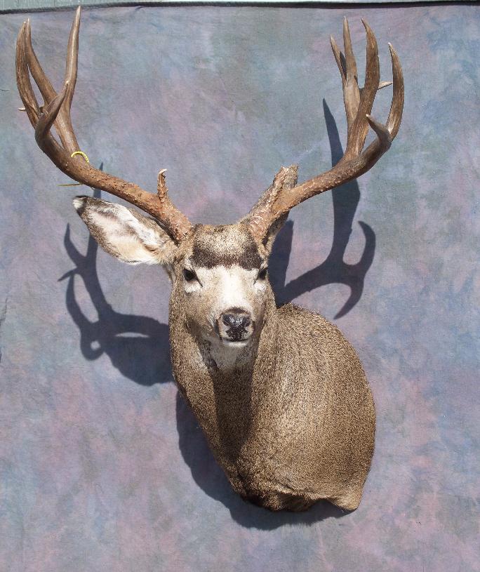 Mule Deer Shoulder Mount 2