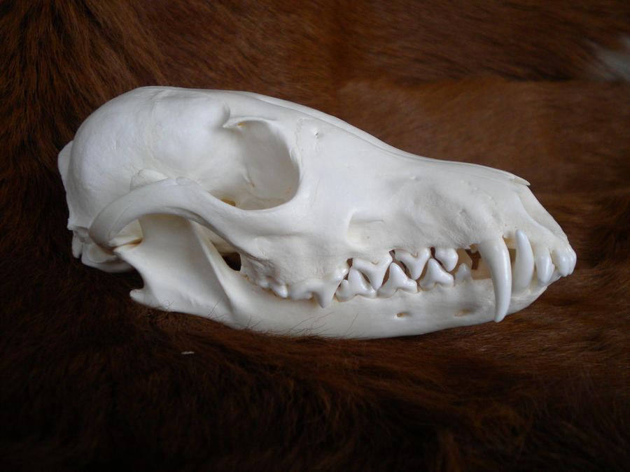 Red Fox Skull stock