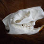 Porcupine Skull stock