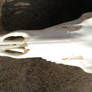 Cow Elk  Skull Top View