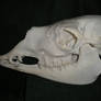Llama Skull Adult Male Side