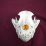 Domestic Dog Skull 3 Frontal