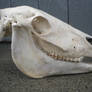 67 Yearling Horse Skull 1