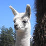 Baby Llama 5966