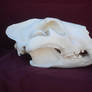African Lion Skull Side View