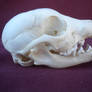 Red Fox Pup Skull