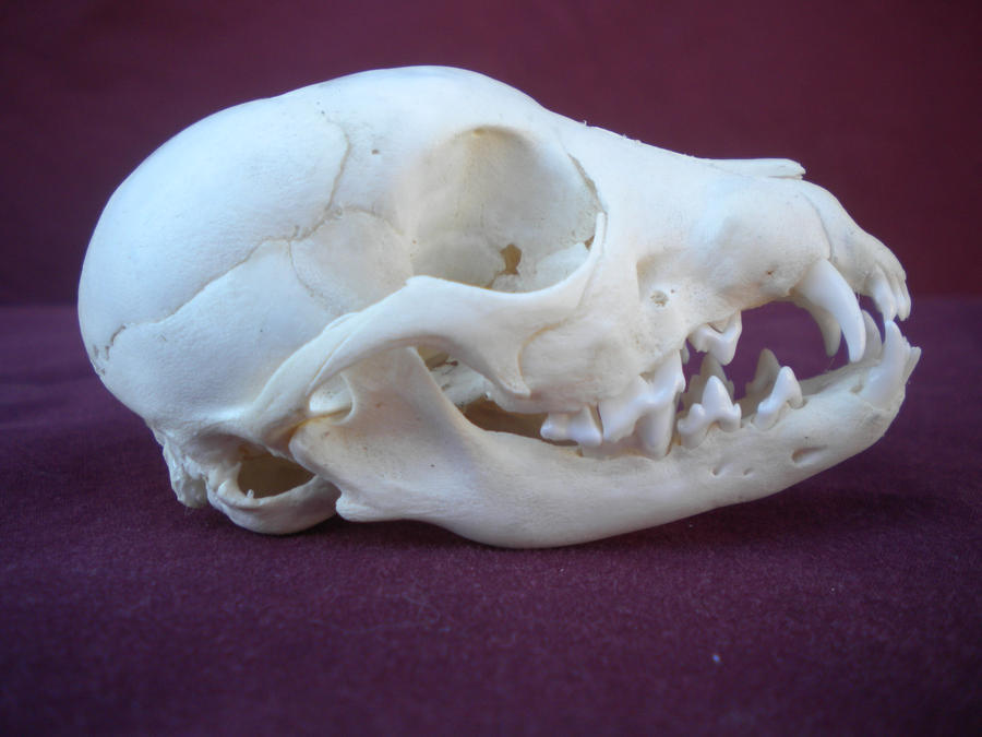 Red Fox Pup Skull