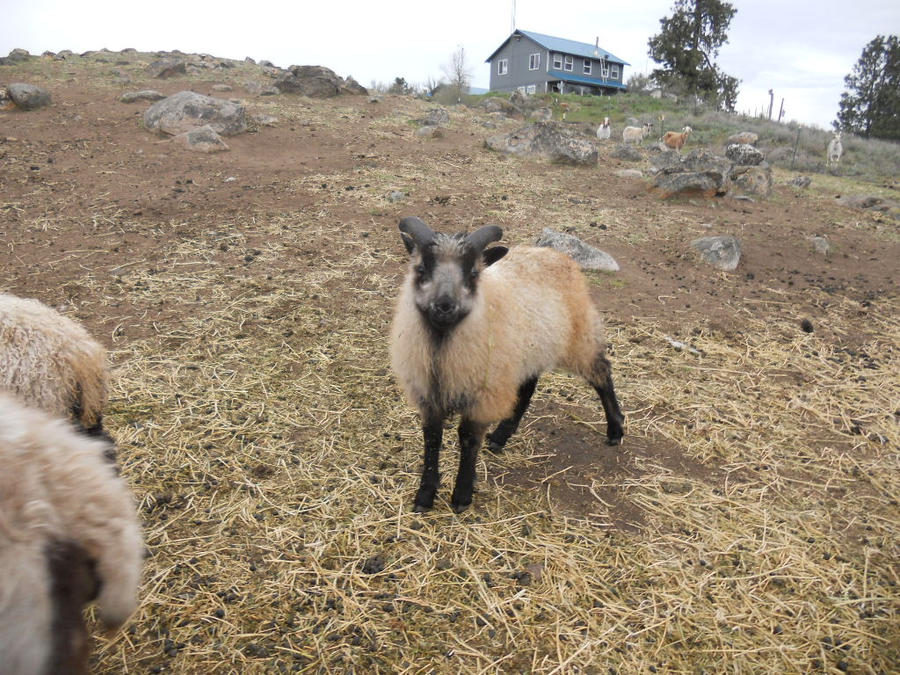 Icelandic Ram Lamb