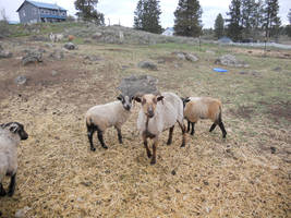 Icelandic ewe and Lambs