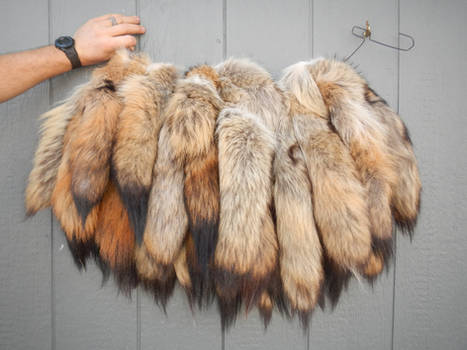 Drowning in Coyote tails....