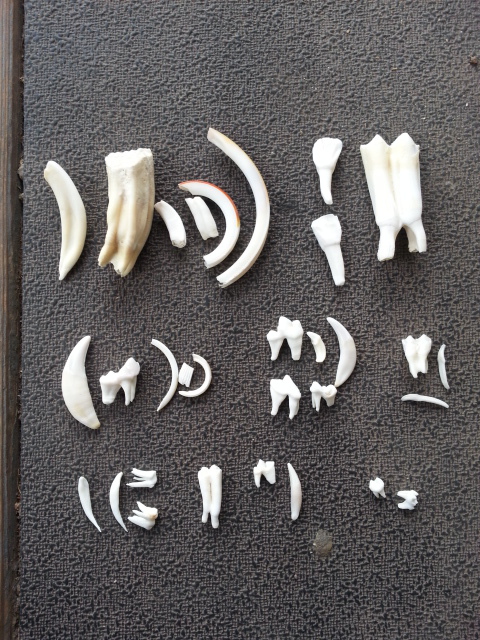 Custom Tooth Assortment