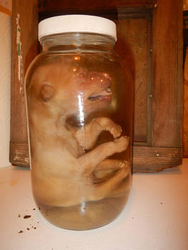 1210-B- Wet Preserved Wolf Pup