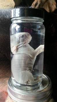 Stillborn Domestic Rabbit Wet Specimen