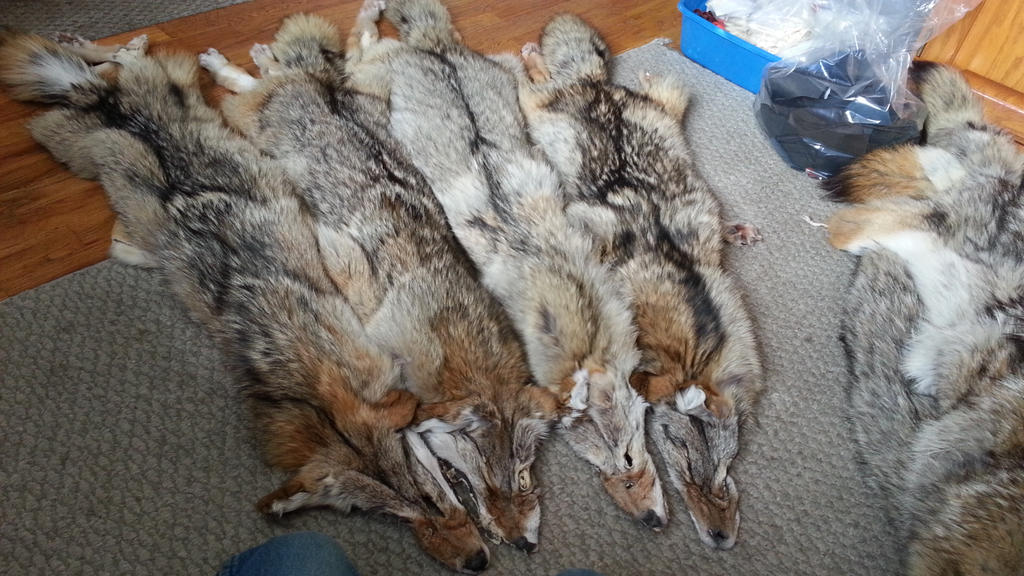 Coyotes for sale.