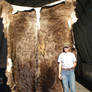 Huge Cowhide