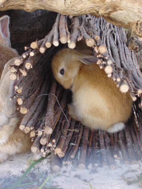 sweet bunny