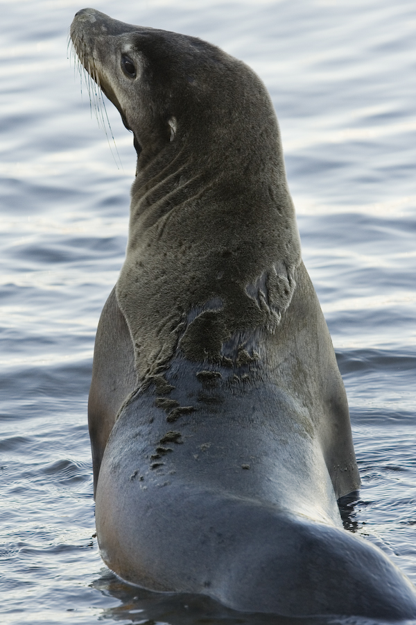 A Ham of a Seal