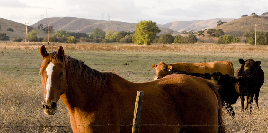 More From Coyote Valley