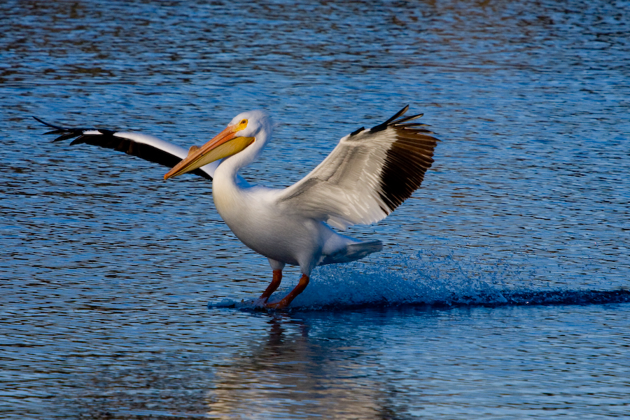 Pelican sauce