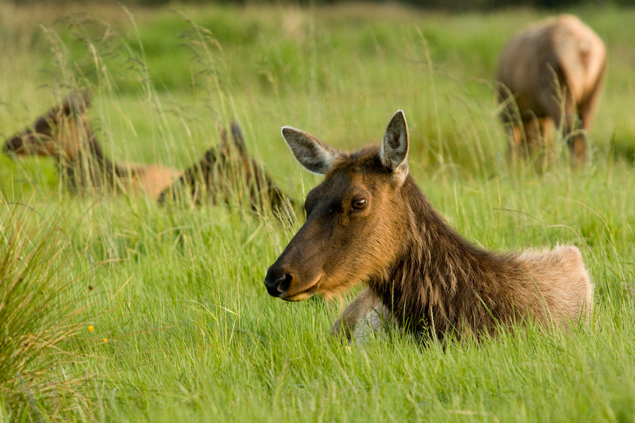 Roosevelt Elk