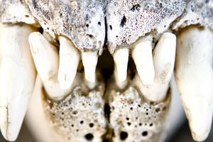 Elephant Seal Dentition
