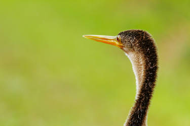 Anhinga Portrait