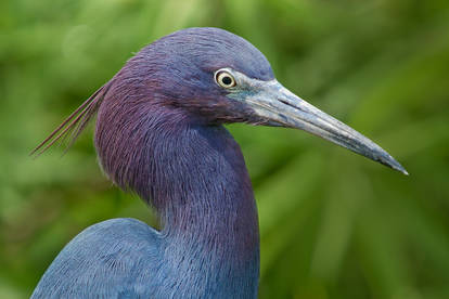 Little Blue Heron Portrait