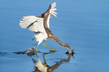 Tricolor Heron Fishing