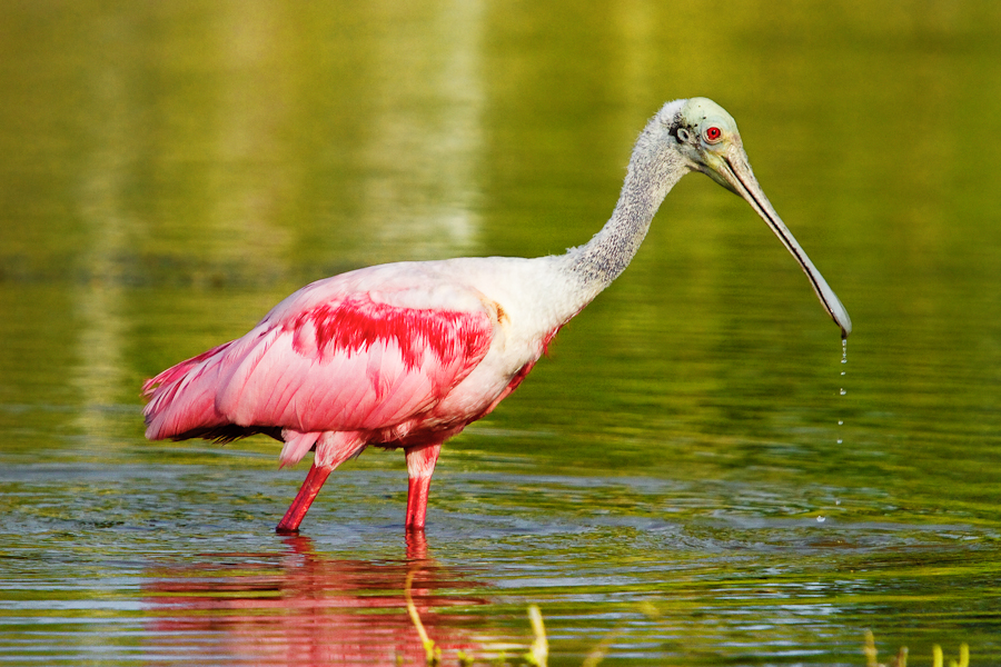 Spoonbill Portrait