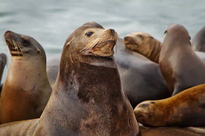 Distinguished Sea Lion