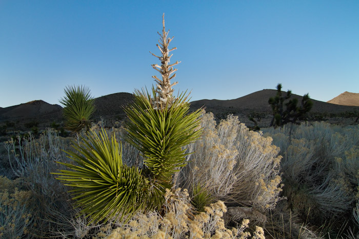 Joshua Trees