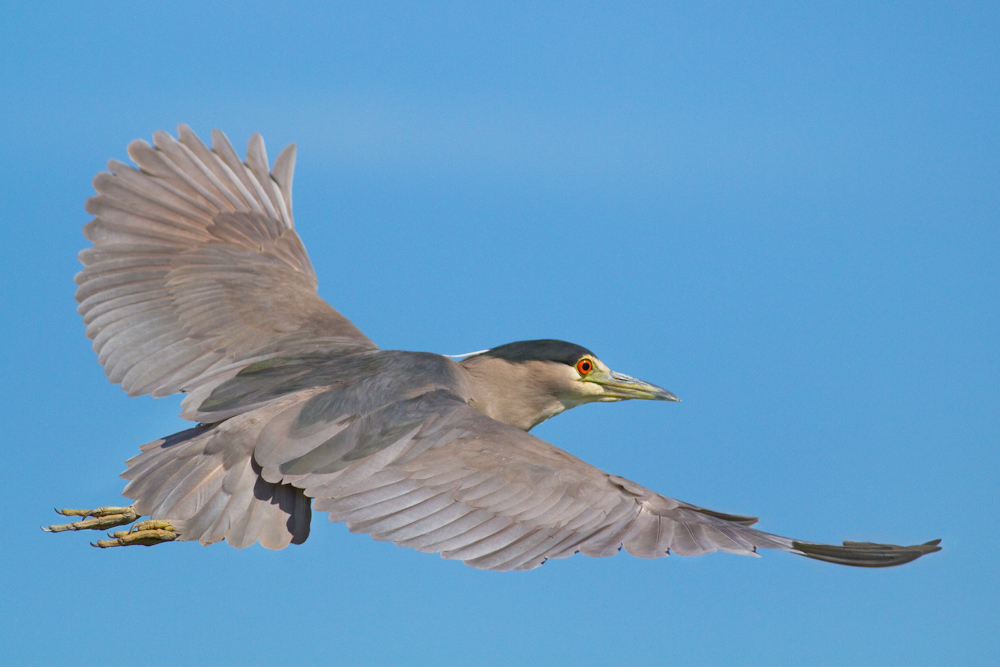 Black-crown Night Heron in Fli