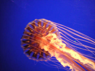 Jellyfish 5