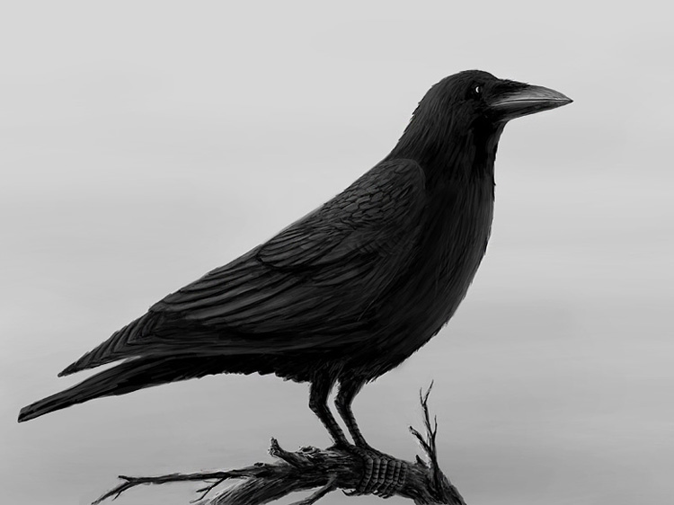 Crow