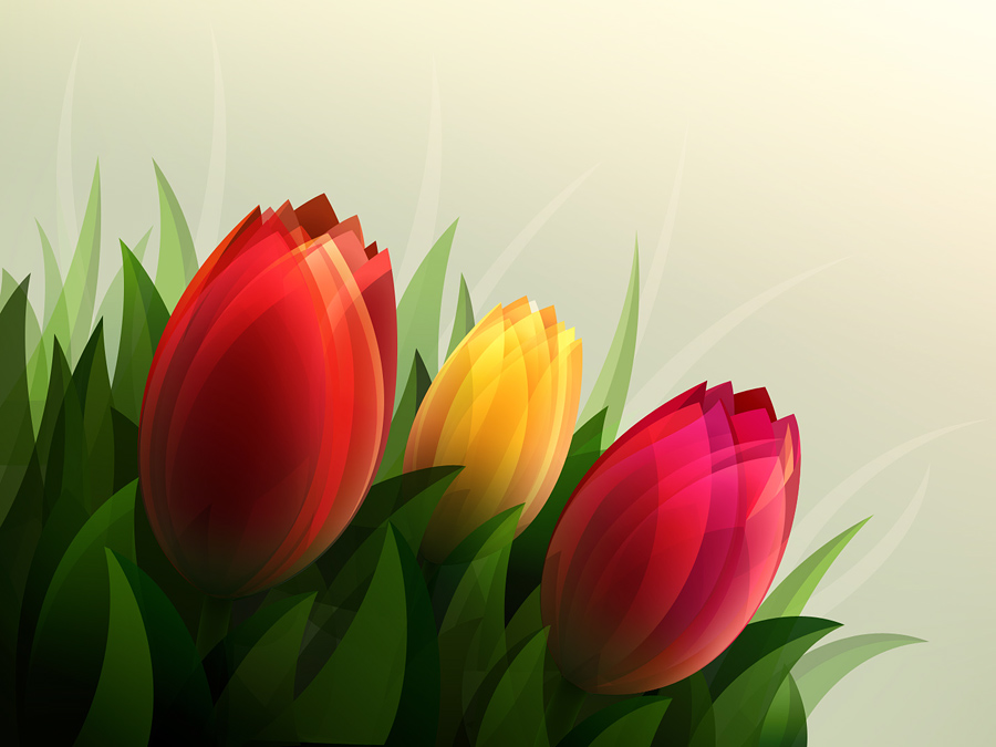 Tulips