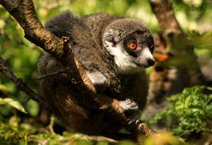 baby lemur