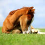 foal sleeping