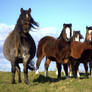 mountain ponies in Merthyr Tydfil