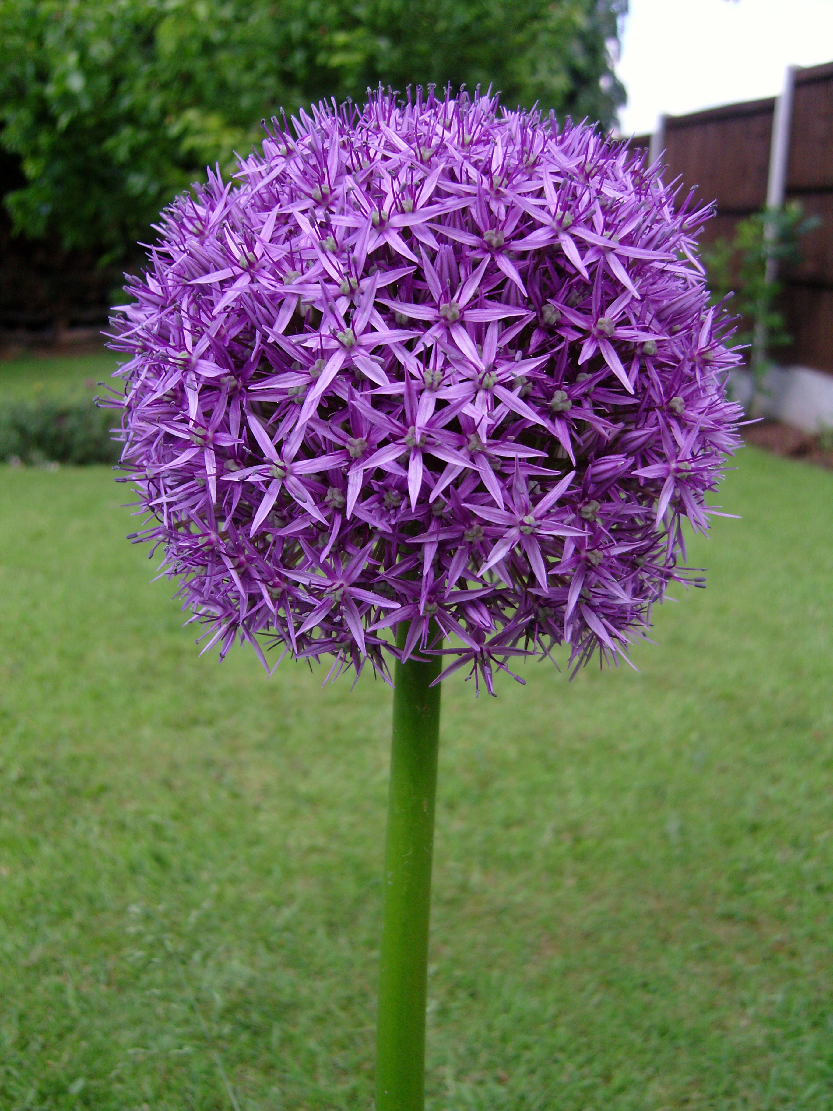 Allium Flower