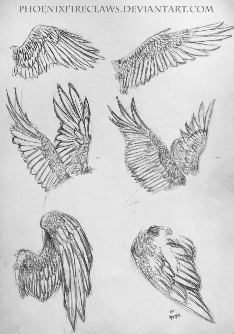 Wing Reference Real Wing References (Drawing of the Day #18) by PhoenixFireClaws on DeviantArt